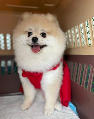 Gogi, Mandu, Choco