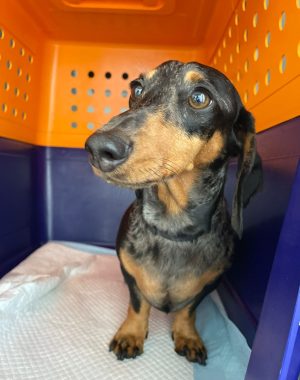 Mia