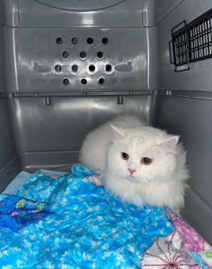 Pamuk
