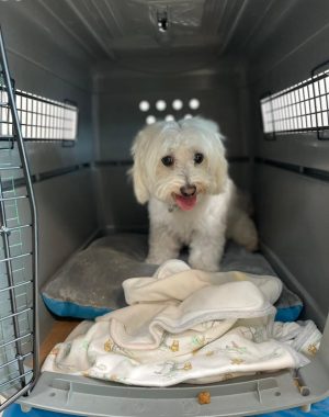 Snuffles
